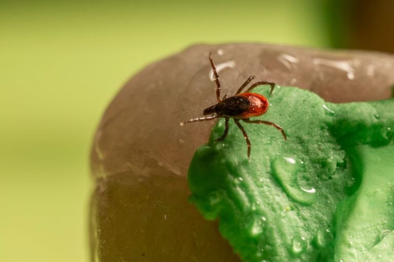How Ottawa’s Tick Density Reduction Could Revolutionize Outdoor Safety